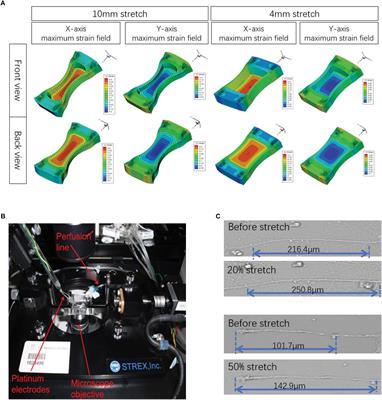 A Precise, Controllable in vitro Model for Diffuse Axonal Injury Through Uniaxial Stretch Injury